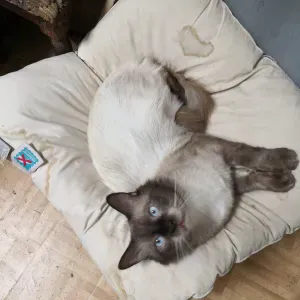 Garde chats et autres animaux