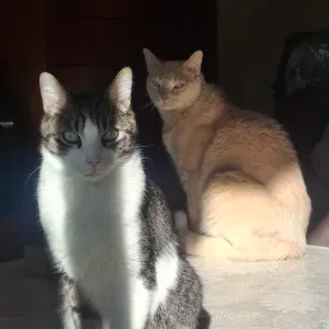 Cuidar i fer companyia a gatets