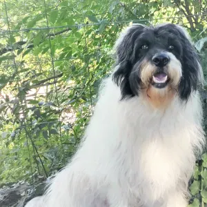 Garde de ma chienne Gaia