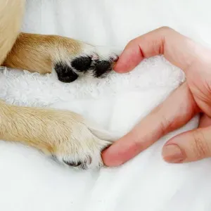 Gardiennage animaux à Colombiers