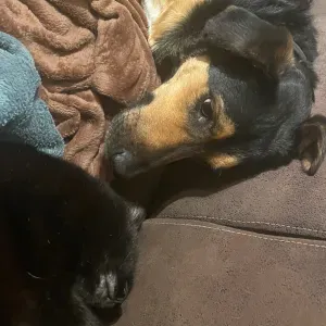 Garde chiens à mon domicile et soins chats chez vous