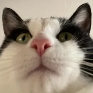 Pet-sitter dédiée à vos chats !