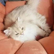 Garde enfants Hyeres et alentours 