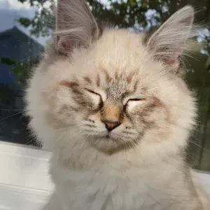 Pet sitter a Neuilly-sur-Marne 