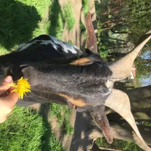 Garde d'animaux dans le Haut-Rhin 