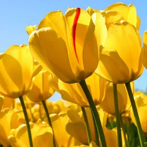 Offerta di lavoro per addetto alla pulizia a Como