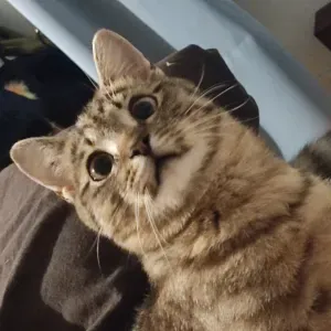 Emploi de Petsitter Cherbourg-en-Cotentin