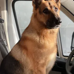 Pet Sitting, Óbidos/Caldas da Rainha 