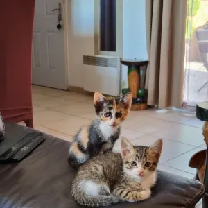 Pet Sitter à Sainte Anastasie !