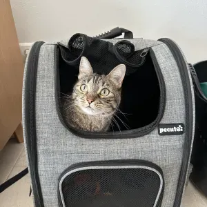 Job offer for a petsitter in Salema