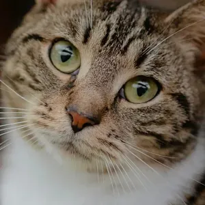 Aide a domicile chez les particuliers 