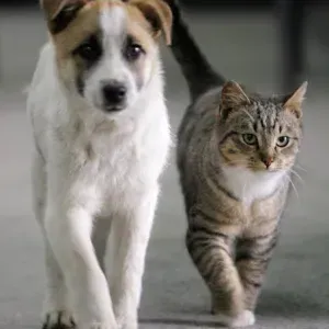 A Bolzano amici a 4 zampe sempre coccolati