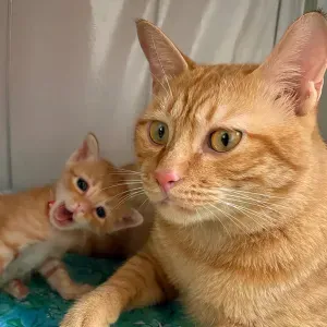 Petsitter / petsitting à Caluire