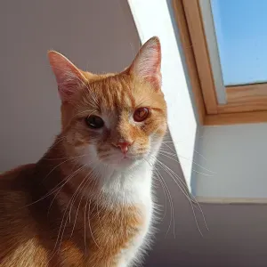 Pet-sitter à Rouen, passionnée d'animaux