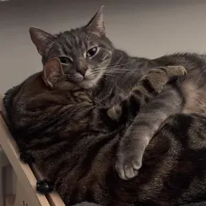 Je cherche quelqu'un pour mes jeunes chatons silencieux 