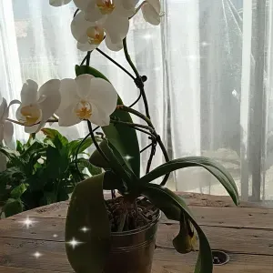 Assistante de vie aux personnes dépendantes 