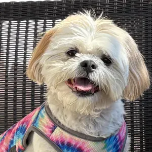 Looking for a dog sitter 