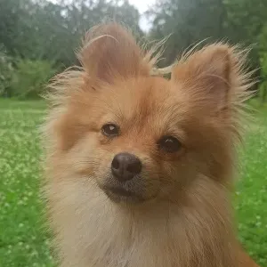 Offre d'emploi pour un(e) femme de ménage àChelles