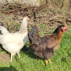 S' occuper d'un poulailler pendant les vacances