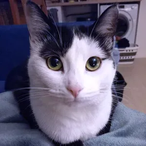 Garde d'un chat pendant deux semaines d'avril