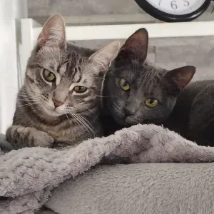 Cuidadora de mascotas a domicilio en Dos Hermanas