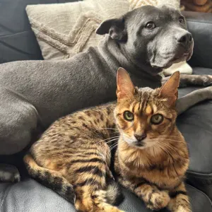 Recherche urgente garde Noché et glamour