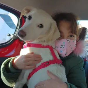 Offerta di lavoro per pulizie a Lainate