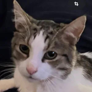 Emploi de Petsitter Le Bouscat