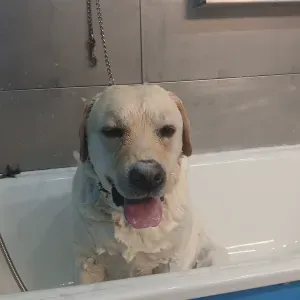 Cuidadora de animais estimação 