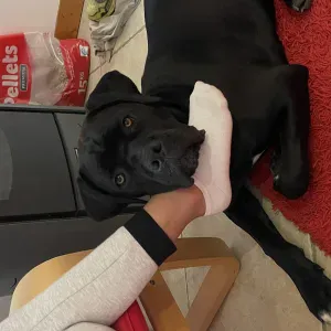 Recherche Pet-Sitter