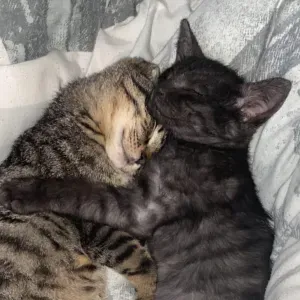 Petit hôtel douillet pour chats