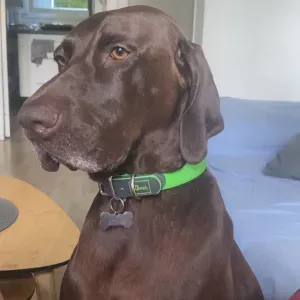 Recherche de pet-sitter pour j jour de temps en temps