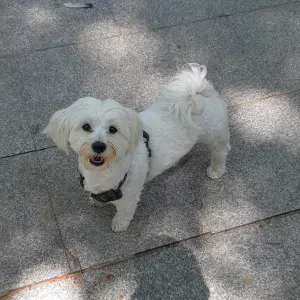 garde chez le pet sitter pour 4 jours
