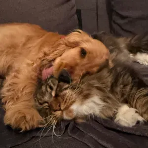 À la recherche d'un pet sitter régulier 