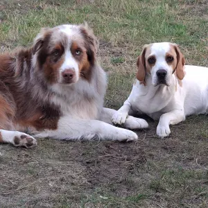 Cherche petsitter pour 2 chiens 1 midi par semaine