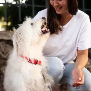 Pet-sitter à Massy et aux alentours 