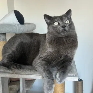 Buscando cuidadora de gatos Palma