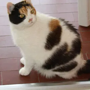 Auxiliaire de vie pour personne âgée 