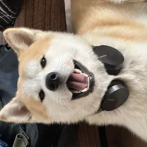 Your Pet Sitting Partner Taranto🐶🐾