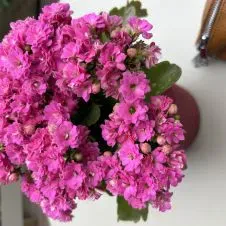 Dame de compagnie sérieuse et disponible