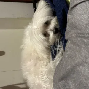 pet sitting provincia di napoli 