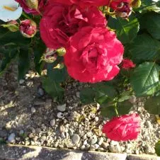 Aux.de puériculture-Aide soignante expérimentée