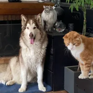 Cherche une aide ménagère aimant les animaux et les enfants