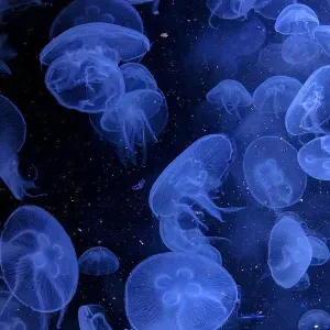 Operatore Socio Sanitario a chiamata