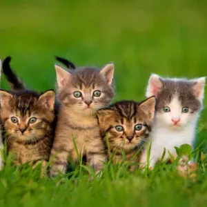 Garde occasionnelle ou plus ...