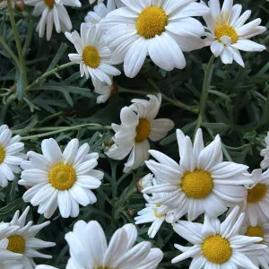 Aide à domicile sérieuse, bienveillante et à l'écoute 