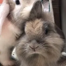 Garde d'animaux