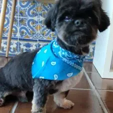 Pet Sitting, Famões - Odivelas