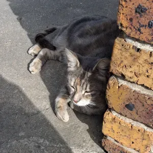 Pet-sitter à Gennevilliers disponible immédiatement