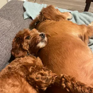 Looking for a dog sitter close to Boom site